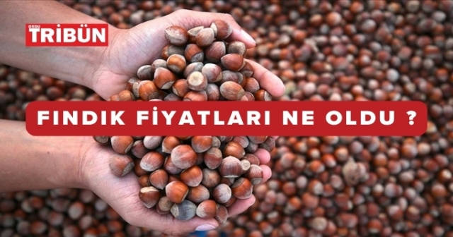 12 Ocak 2025 Fındık Fiyatları