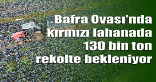 130 bin ton rekolte bekleniyor