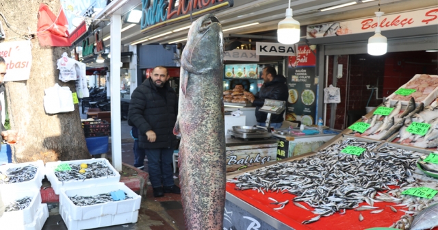 2 metre uzunluğunda 50 kilogramlık yayın balığı avlandı