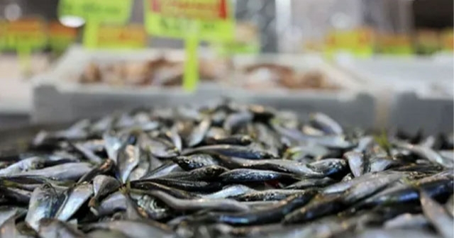 ORDU'DA BALIK FİYATLARINDA SON DURUM