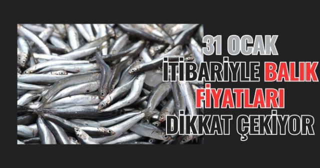 31 Ocak 2025 Ordu Balık Fiyatları