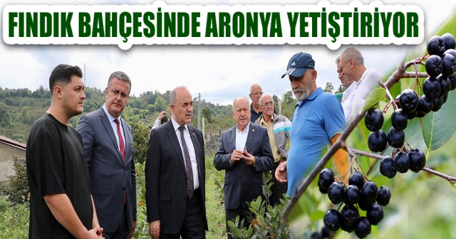 6,5 Dönümde Aronya Üretimi