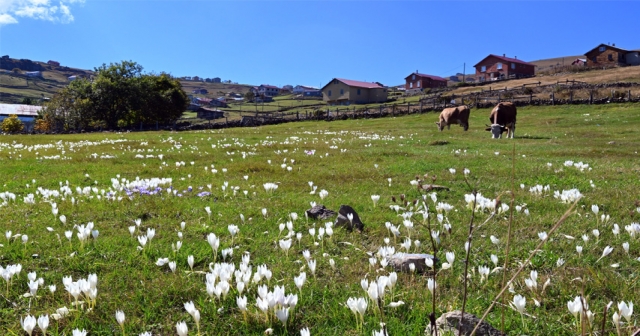 "Ağaçbaşı Turbalığı"nda sonbahar