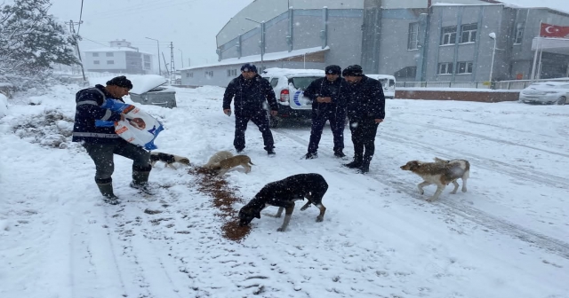 Akkuş Belediyesi, Can Dostları Unutmadı