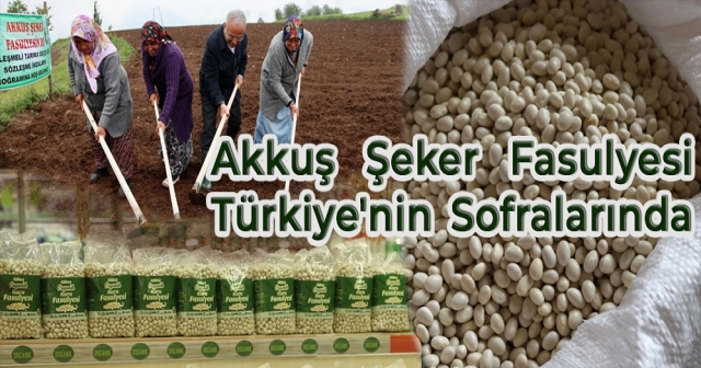 Akkuş Şeker Fasulyesi Büyük Marketlerde Yerini Aldı