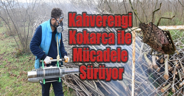 Altınordu'da Kahverengi Kokarca ile Mücadele Sürüyor