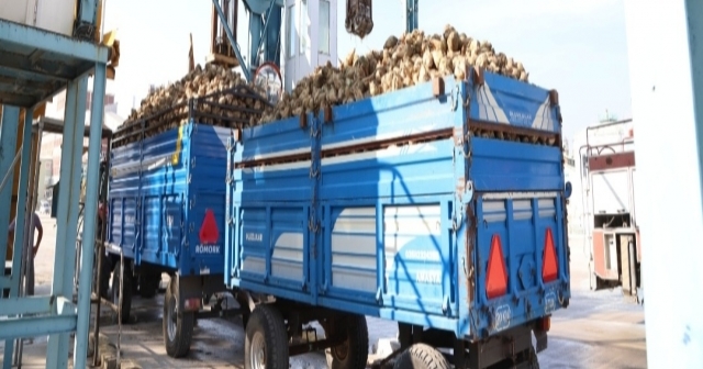 Amasya Şeker Fabrikası Pancar Alımına Başladı