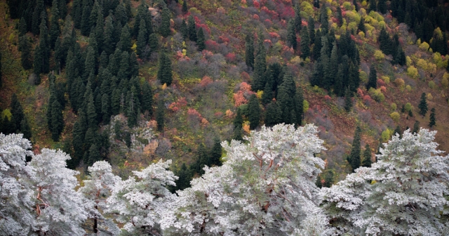 Artvin'de iki mevsim bir arada