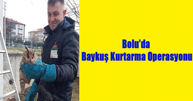 Balkonda sıkışan baykuş kurtarıldı.