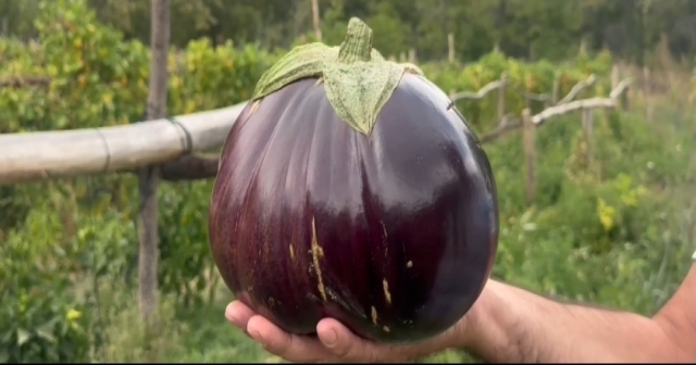 Bu Patlıcan 2.2 Kilogram..