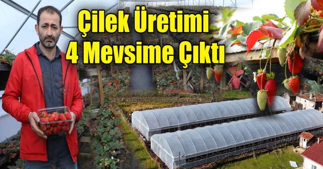 Büyükşehir Belediyesi Desteğiyle 4 Mevsim Çilek Üretiyor