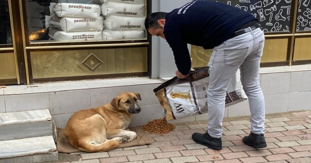 Çamaş Belediyesi'nden Sokak Hayvanlarına Mama Desteği