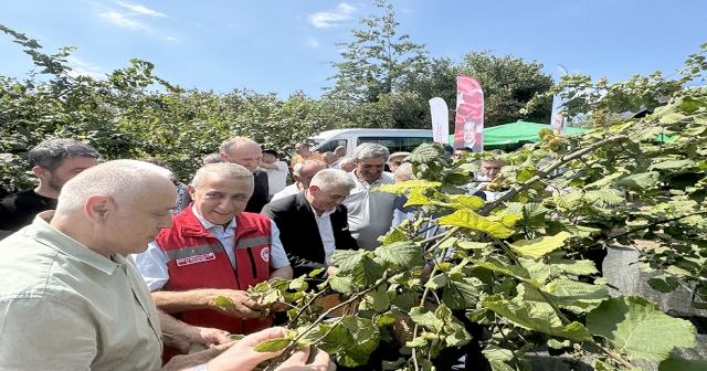 Çarşamba Ovası’nda Fındık Hasadı Başladı