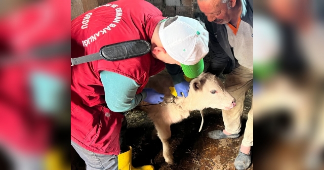 Çaybaşı'nda Şap Aşılaması ve Küpeleme Çalışmaları