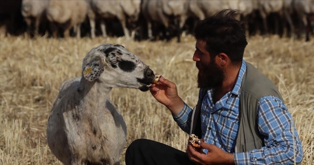 Çoban ile kek ve lahmacun yiyen koyunu "Gülçin"in gülümseten dostluğu