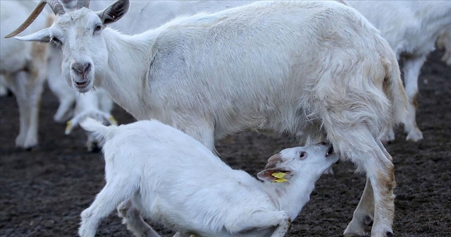 Destek başvuruları 2 Eylül'de başlıyor