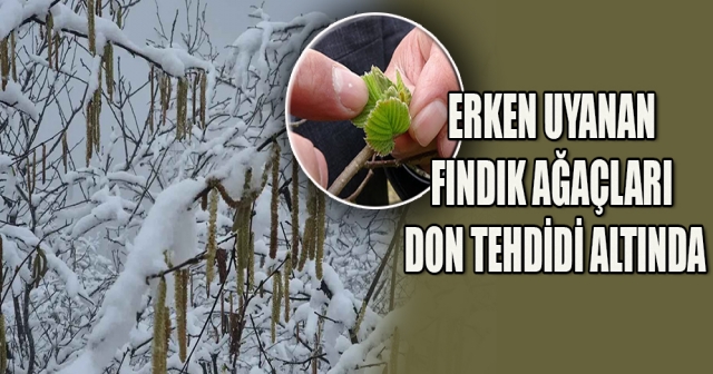 Erken Uyanan Fındık Ağaçları Don Tehlikesiyle Karşı Karşıya