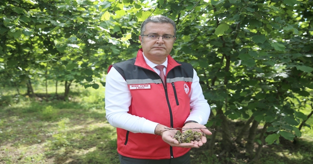 Fındık Bahçelerinde İlaçlama Çalışmalarına Başlandı