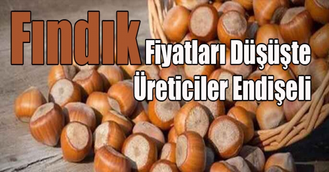 Fındık Fiyatlarındaki Düşüş Üreticiyi Zorluyor