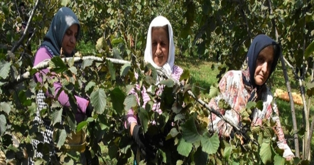 Fındık Hasadına Yaklaşık 35 Gün Kaldı..