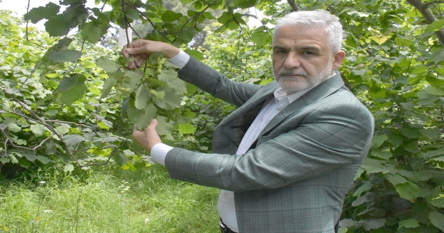 Fındık Hasat Tarihleri Açıklandı!