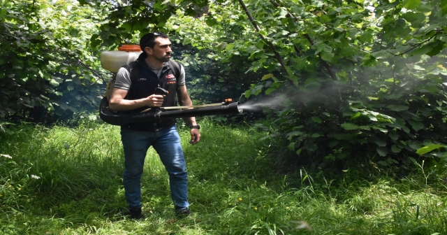 Fındık üreticileri  hasat sezonu öncesi hazırlık yapıyor