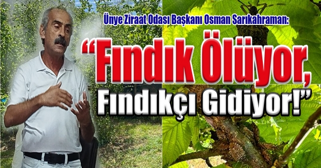 Fındıkta Düşük Randıman Sorunu