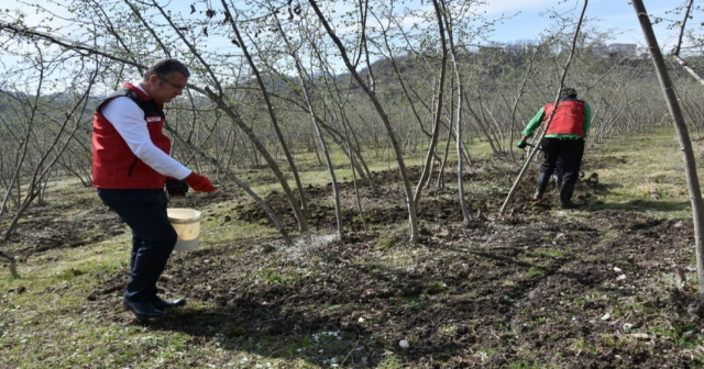 Fındıkta Verimi Artırmak İçin Azotlu Gübre Uygulaması Şart