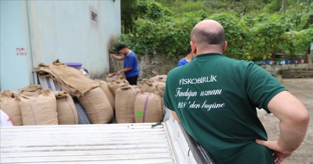 FİSKOBİRLİK FINDIK ALIMINA BAŞLADI