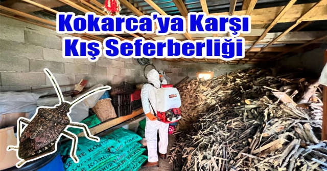 Kahverengi Kokarca ile Kışlak Mücadelesi Sürüyor