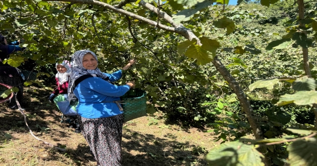 Giresun'da üreticiler fındık hasadına başladı