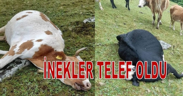 İki Sığır Telef Oldu