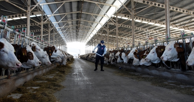 İnek sütü üretimi mayısta rekor düzeye ulaştı