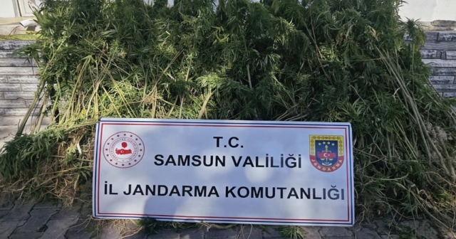 Jandarma 728 kök kenevir ele geçirdi