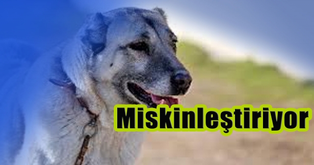 Kangal Köpekleri İklimle Değişiyor