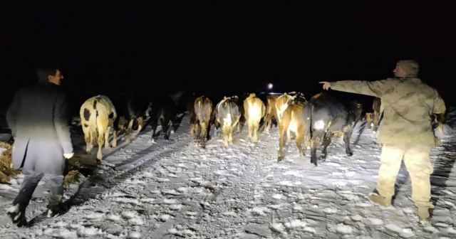 Kaybolan büyükbaş sürüsünü jandarma buldu