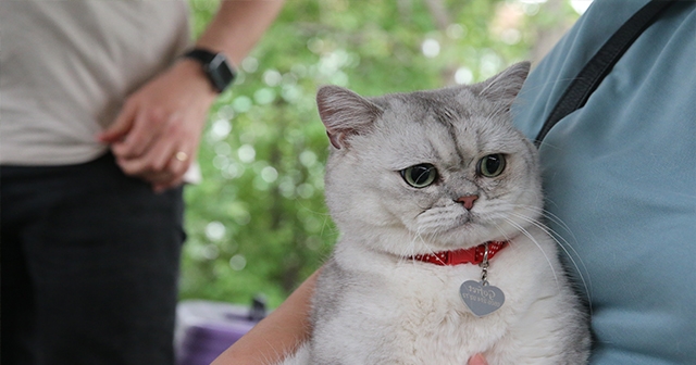 KEDİLER İÇİN GÜZELLİK YARIŞMASI DÜZENLENDİ