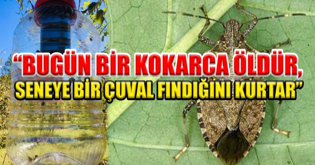 Kokarcayı Öldür, Fındığını Kurtar!