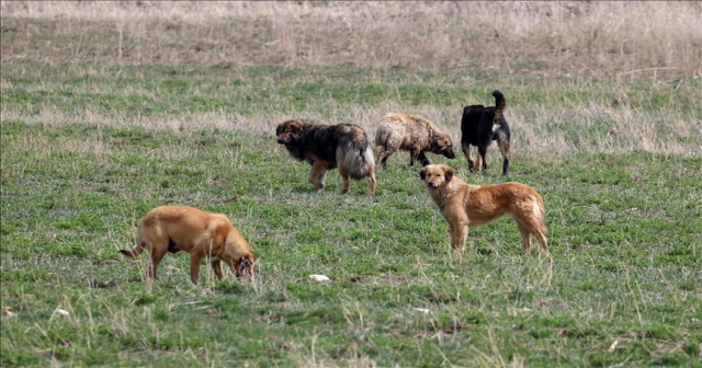 KÖPEKLERİN SALDIRISINDAN KAÇARKEN YARALANDI