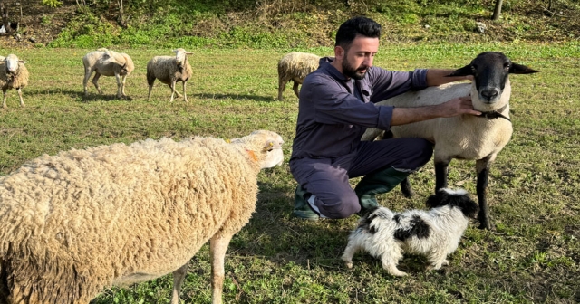 Kurtların koyunlara saldırısı dronla görüntülendi