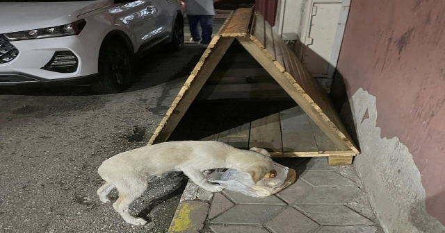 Merhamet Dolu Bir İyi Niyet Örneği