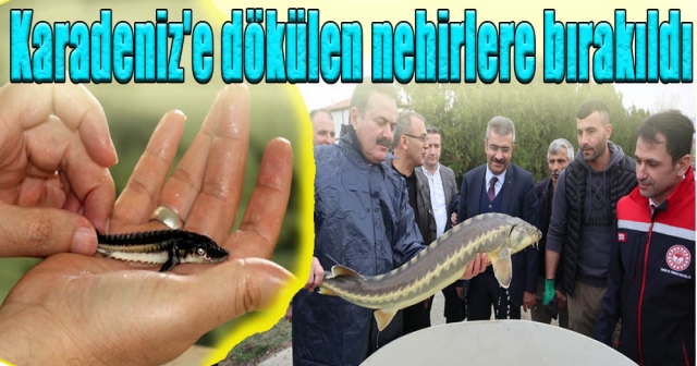 Mersin Balıkları Doğaya Kazandırıldı