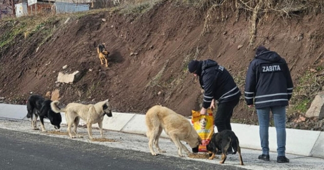 Mesudiye’de Sokak Hayvanlarına Şefkat Eli