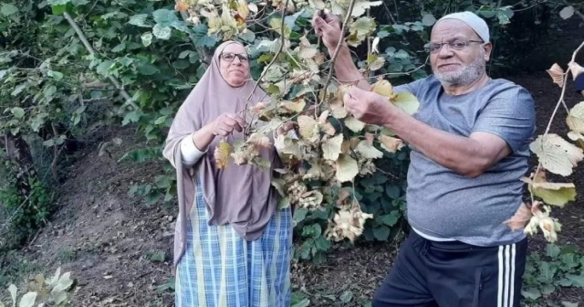 MISIR'DAN ORDU'YA FINDIK TOPLAMAYA GELDİLER