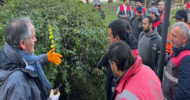 Ordu’da Ağaçlar Güvenlik İçin Budanıyor