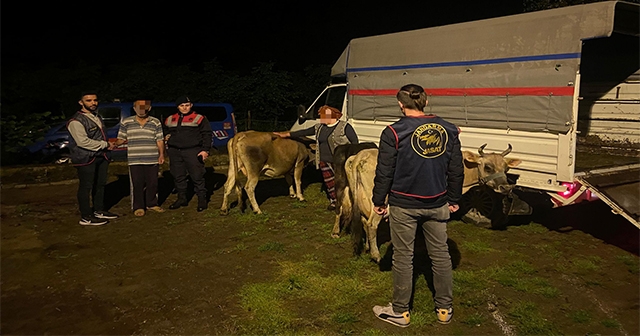 Ordu’da hayvan hırsızlığı iddiasıyla 2 kişi tutuklandı