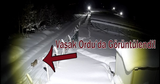 Ordu’da Nesli Tehlike Altındaki Vaşak!