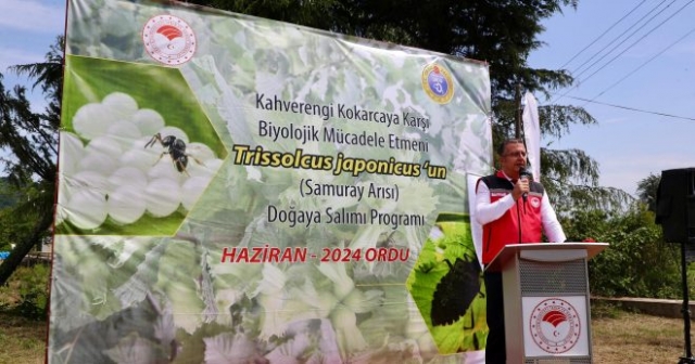 Ordu'da 22 Bin Samuray Arısı Doğaya Salındı