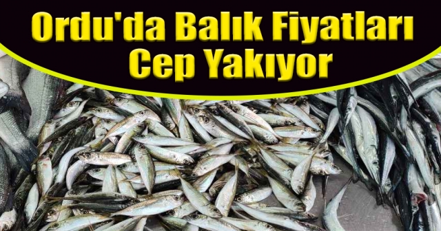 Ordu'da Balık Fiyatları Tavan Yaptı