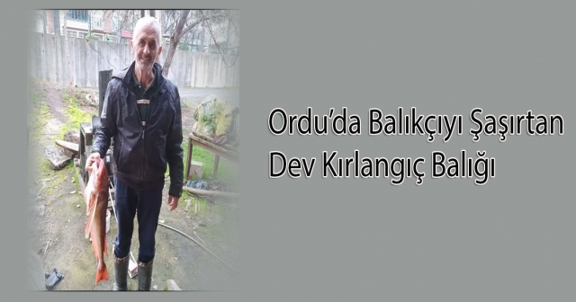 Ordu'da Dev Kırlangıç Balığı Şaşırttı